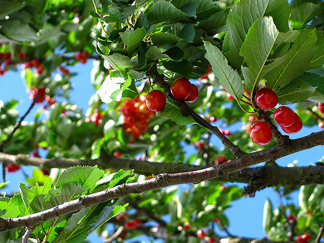 cherry-tree-fruit-nature-63312.jpeg
